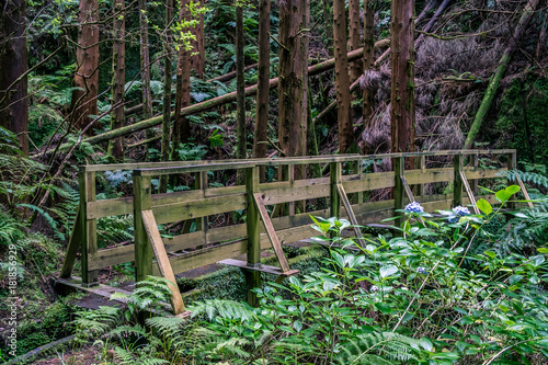 Wood Bridge