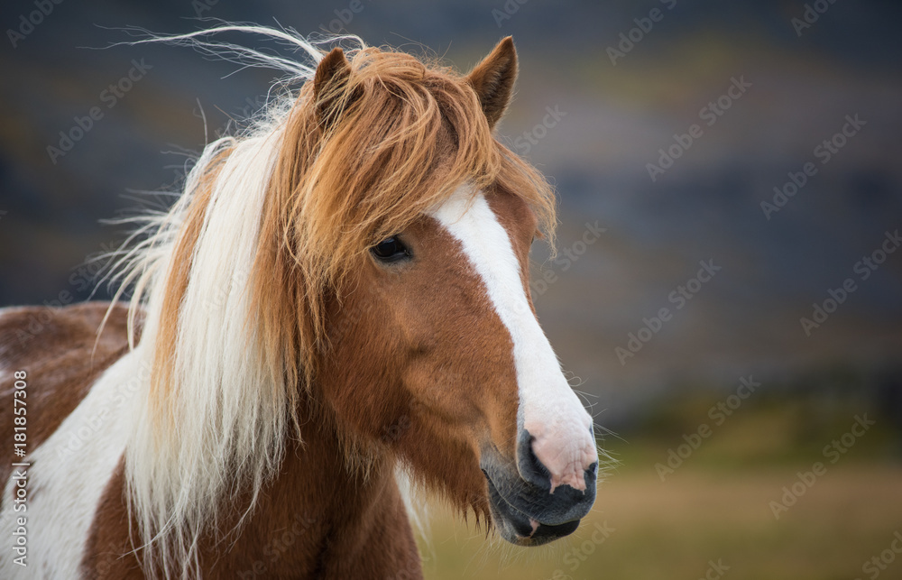 Fototapeta premium Icelandic Horse