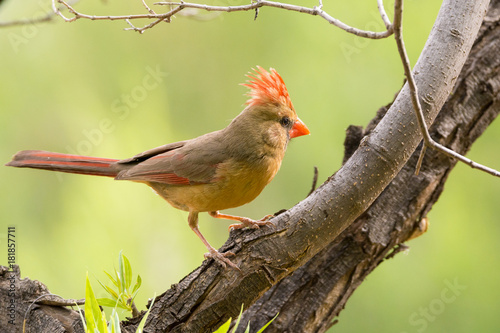 Female Northern Cardinal © Emily