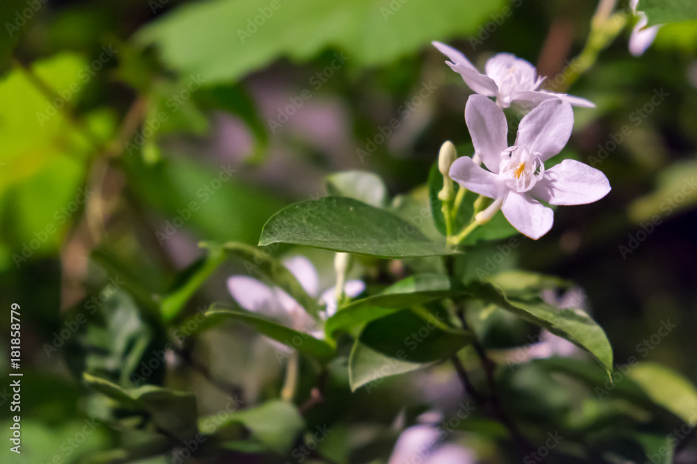 white Wrightia antidysenterica flower in the garden white Wrightia antidysenterica flower in the garden