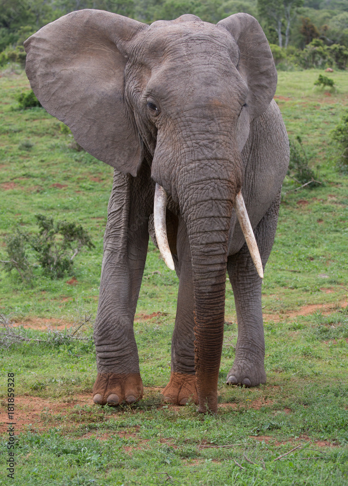 Fototapeta premium Large African Elephant with Dusty Feet