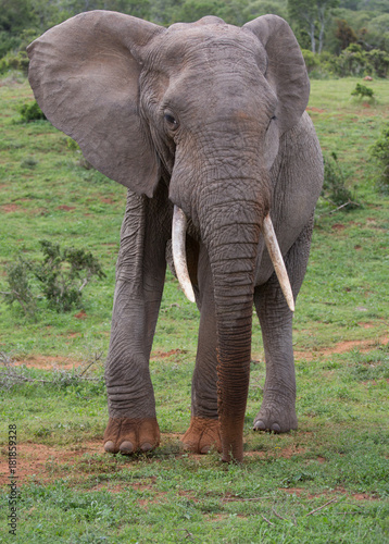 Large African Elephant with Dusty Feet