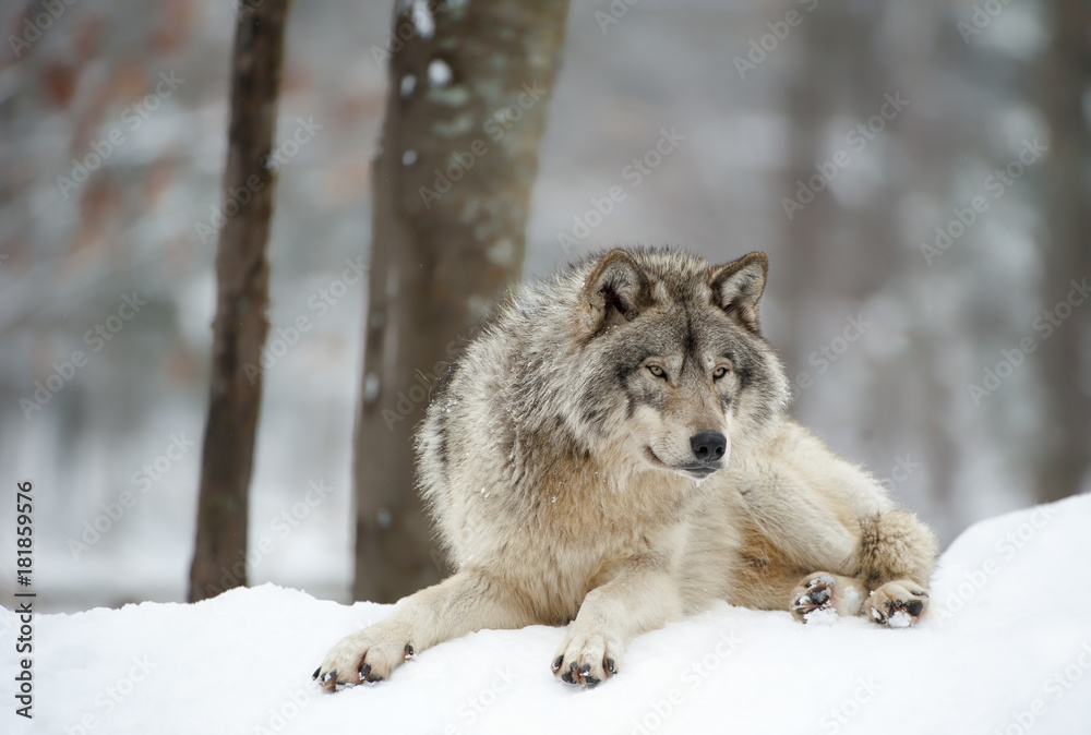 Naklejka premium Timber Wolf Chillin'