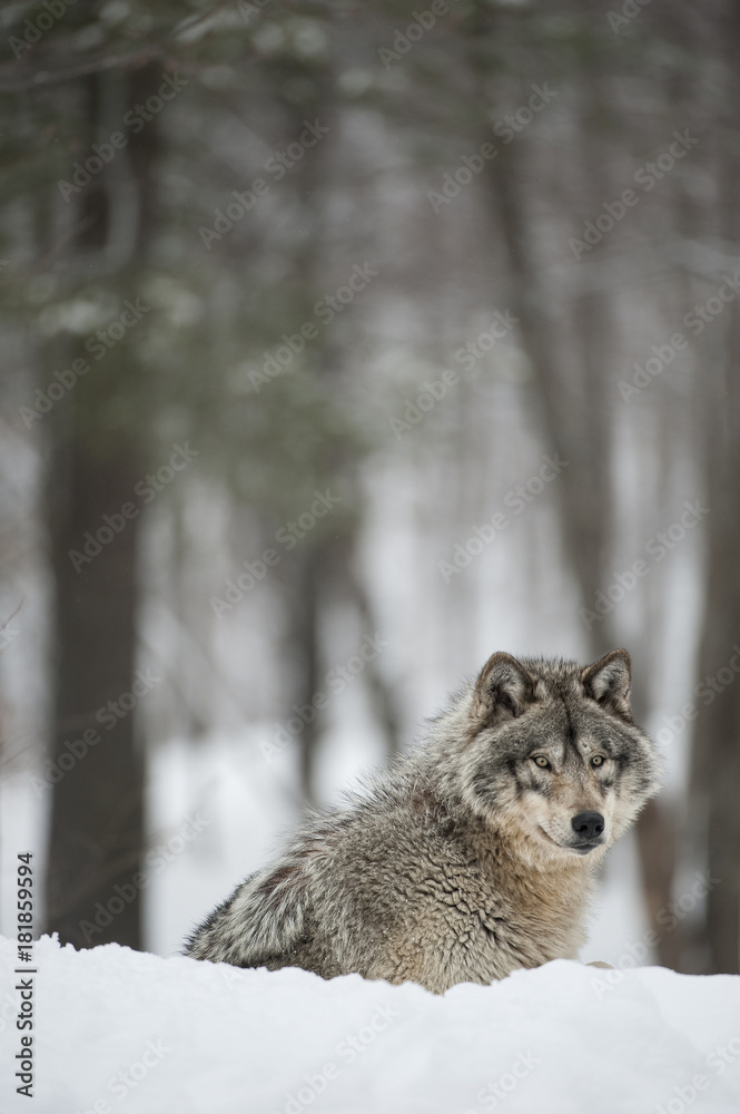 Fototapeta premium Timber Wolf in Forest