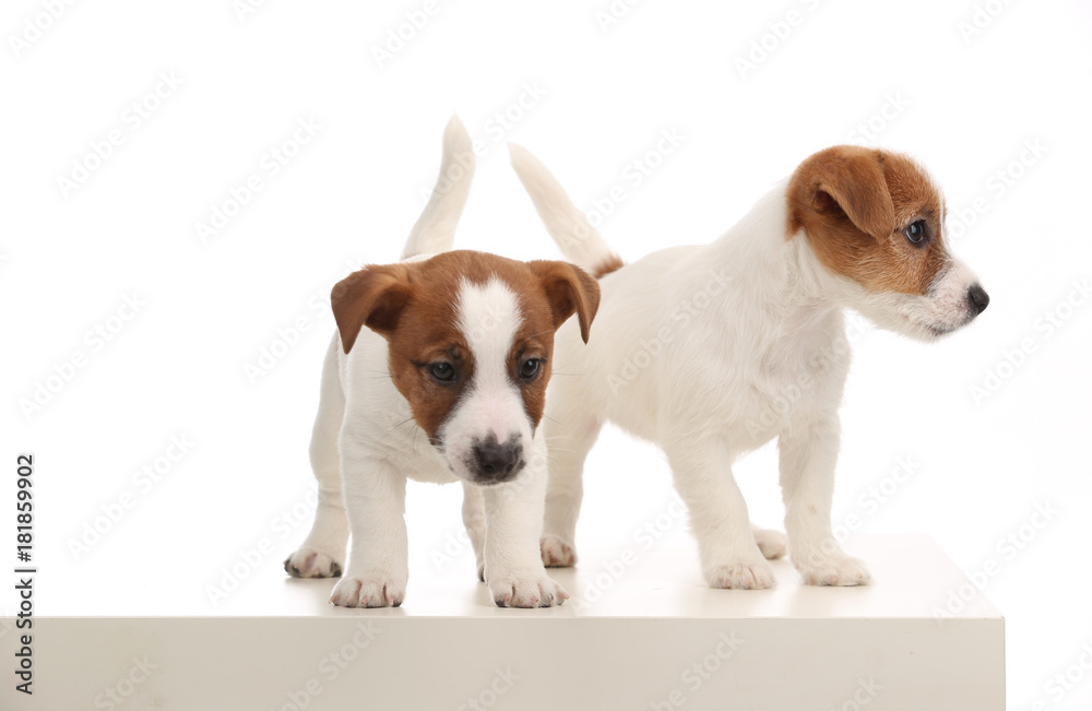Two wonderful jack russell puppies. Close up. White background