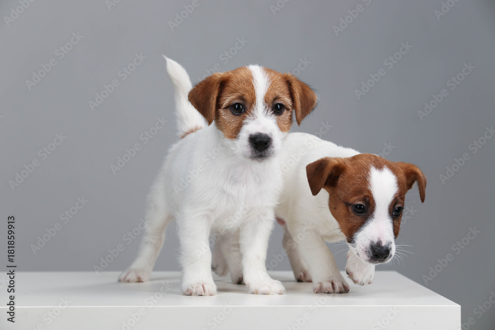 Small wonderful jack russells. Close up. Gray background