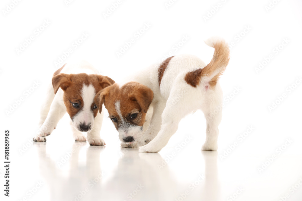 Two cool jack russells. White background