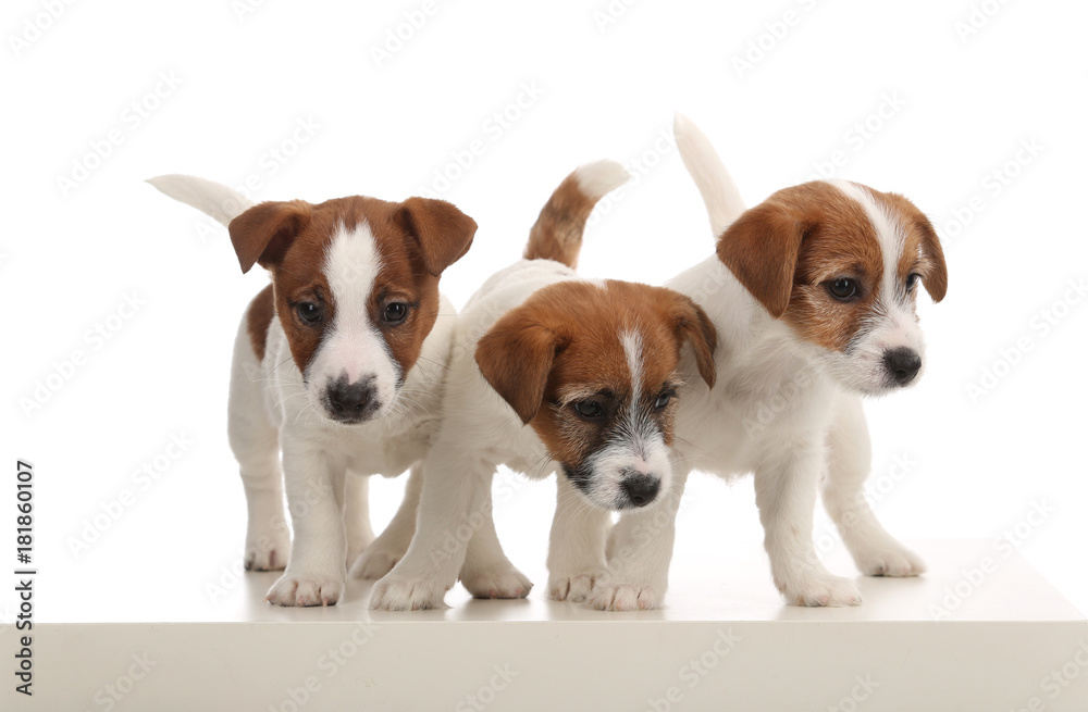Portrait of three tiny jack russell. White background