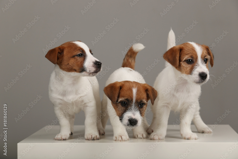 Portrait of three small jack russell terriers. Gray background