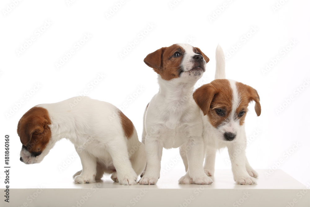 Three dogs. White background