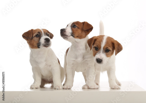 Three puppies. White background