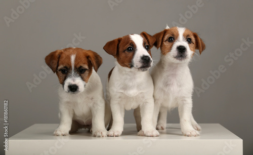 Three small dogs. Gray background