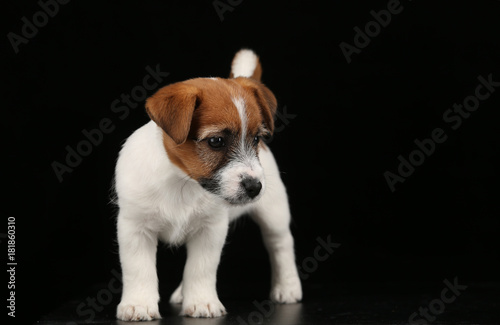 Fototapeta Naklejka Na Ścianę i Meble -  Cute tiny dog. Black background