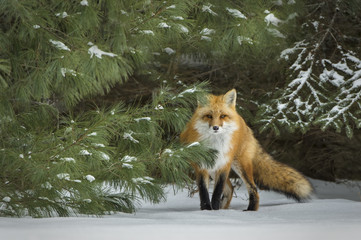 Wandcirkels Vos Rode vos bij besneeuwde dennenboom  © bmaynard