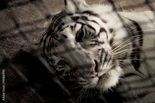 Sadness white tiger in cage © bohbeh