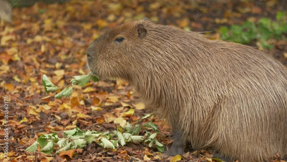 Portrait of Capybara, Close Up