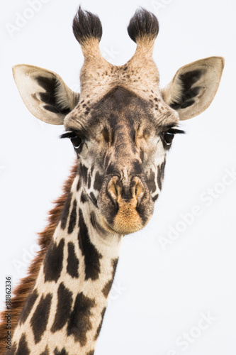 Fototapeta Naklejka Na Ścianę i Meble -  White Sky Giraffe