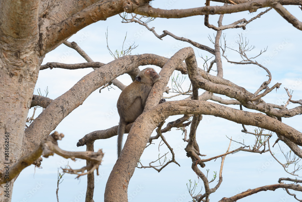 Long-tailed macaque, Crab-eating macaque Long-tailed macaque, Crab-eating macaque