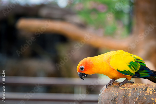 yellow parrot bird, sun conure.