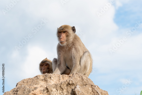 Long-tailed macaque  Crab-eating macaque