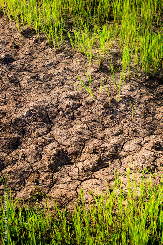 Dry crack soil with some grass