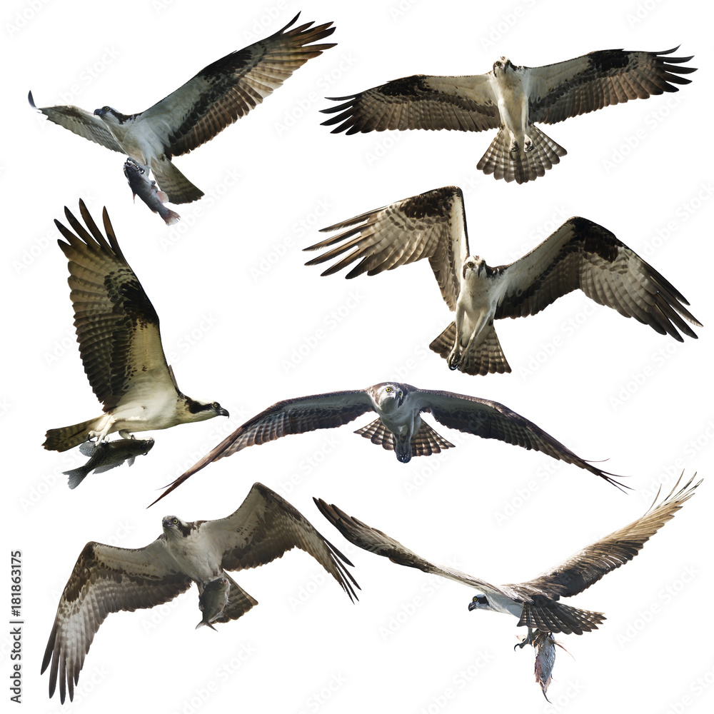 Fototapeta premium Osprey eagles on white background