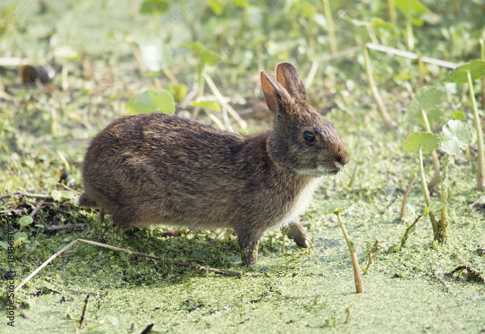 Fototapeta premium Marsh Rabbit in Florida wetlands