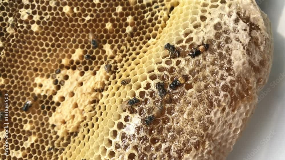 Apis florea or dwarf honey bee, is one of two species of small. It's building a nest. No Sound. Apis florea or dwarf honey bee, is one of two species of small. It's building a nest. No Sound.