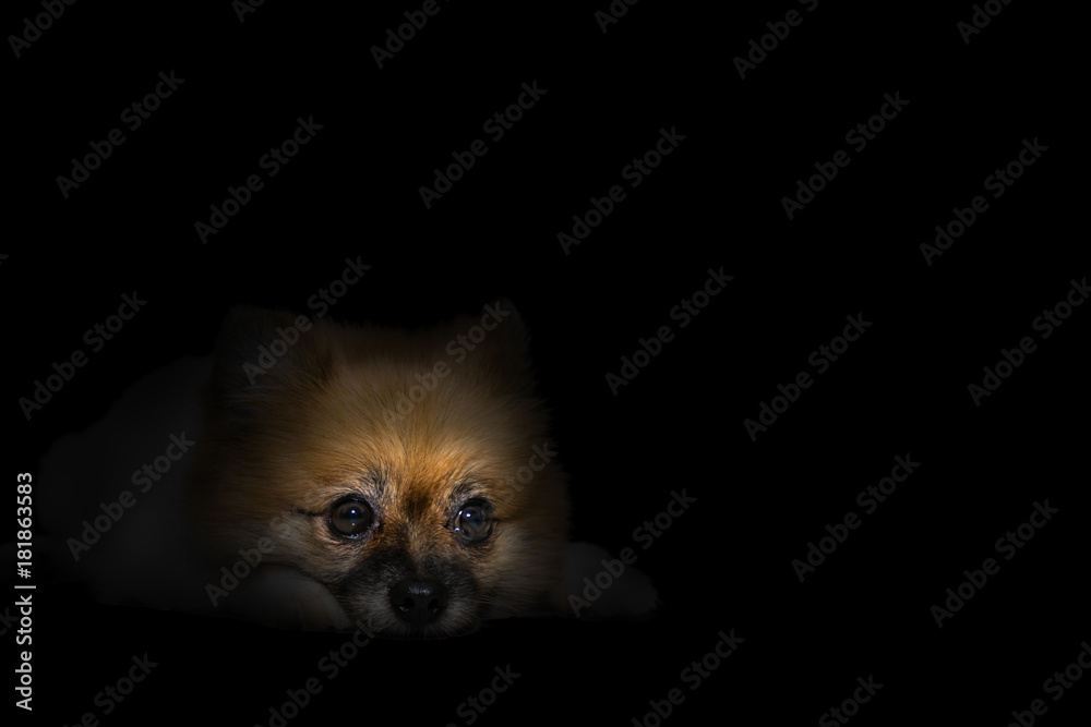 Lonely dog in the dark Lonely dog in the dark