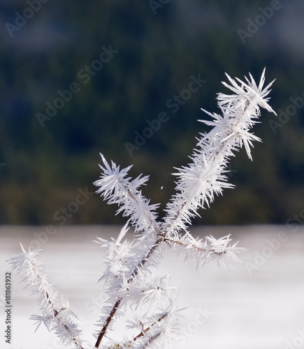 Frozen Crystalised Plant Stem