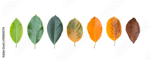 Closeup eaves in different color and age of the jackfruit tree leaves. Line of colorful leaves in autumn season. For environment changed concept. Top view or flat lay background and banner.