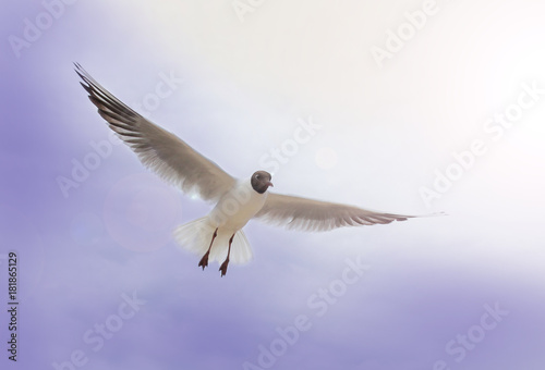 Seagull flying wings spread  white bird