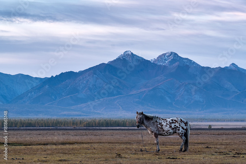 Spotted horse in the background of the mountains photo