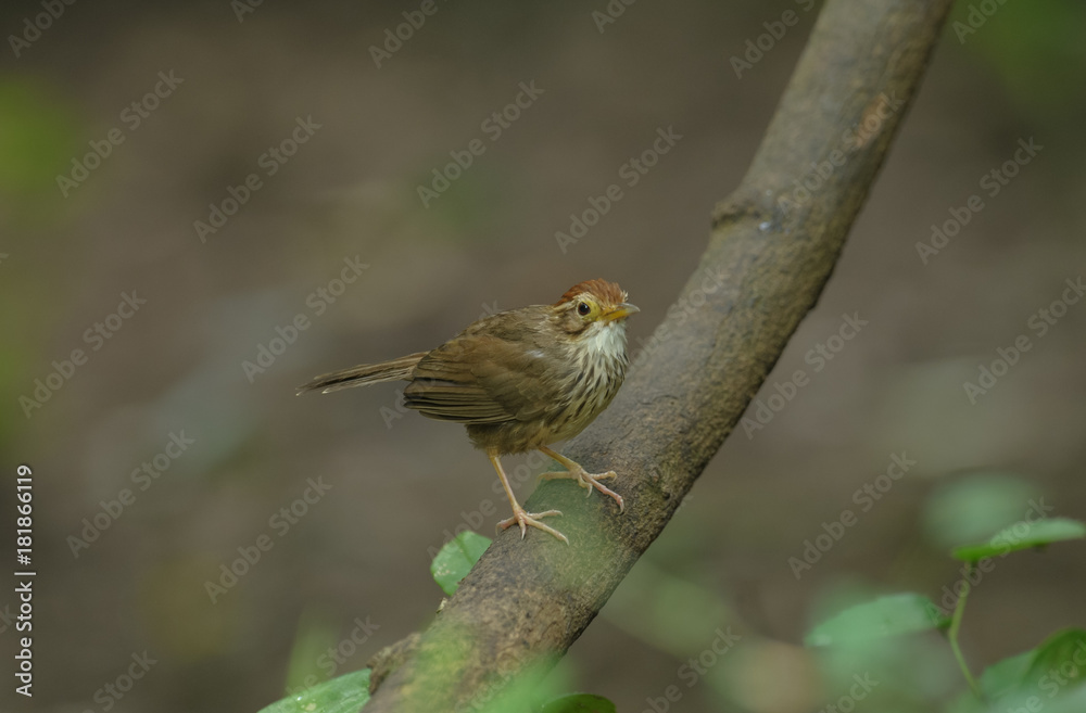 Naklejka premium Puff-throated Babbler