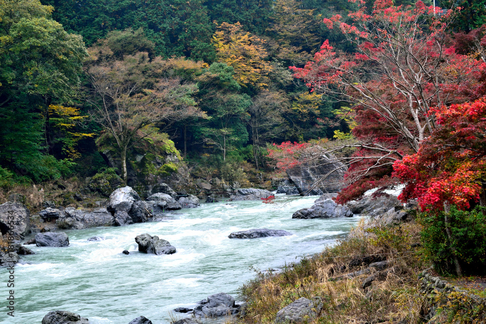 Obraz premium 秋の奥多摩 多摩川と紅葉