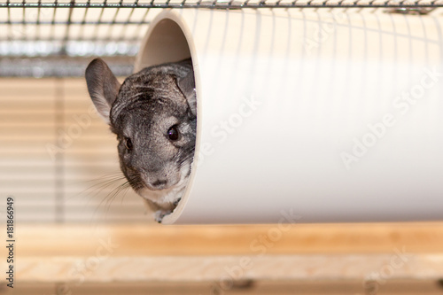 Chinchilla 