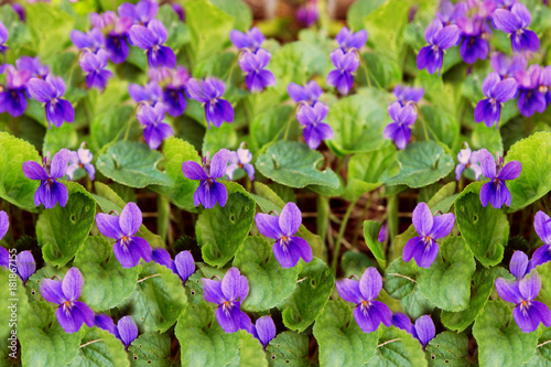 Viola riviniana flowers in park.Wood Violet or Dog Violet in woodland in springtime 