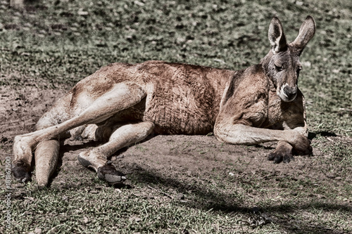 natuarl park close up of  the kangaroo near   bush photo