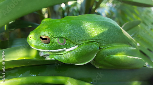Tropical green frog