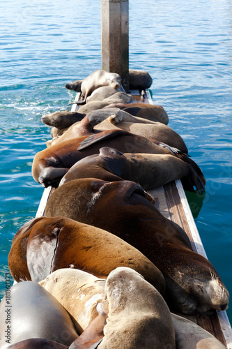 California Sea Lion