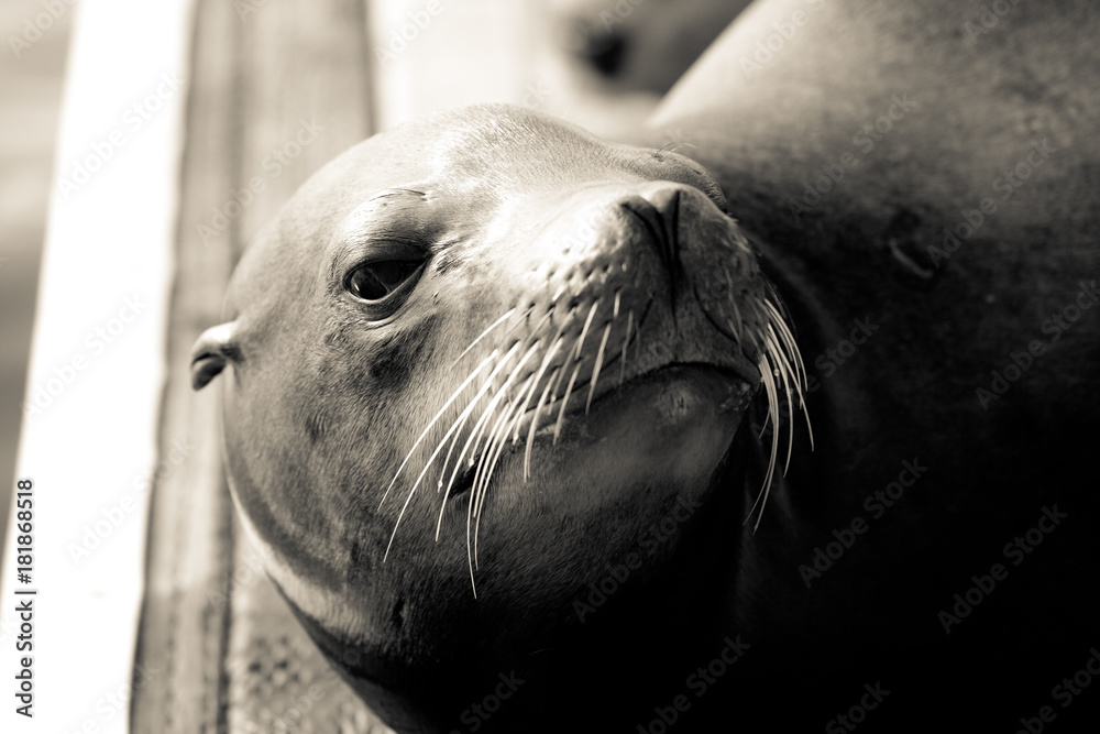Obraz premium California Sea Lion
