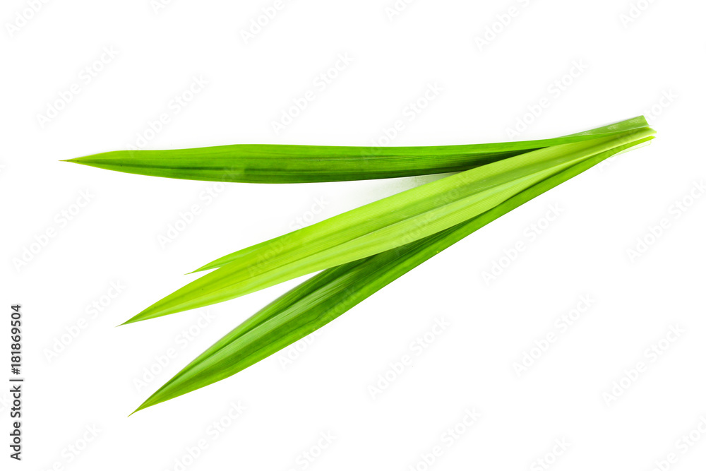 Fresh Pandan leaves isolated on white background Fresh Pandan leaves isolated on white background