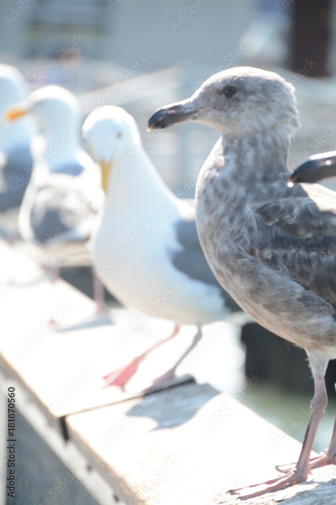 Obraz premium Close Up Seagull Portrait 