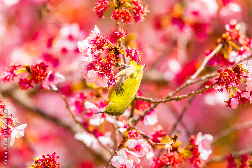 The Japanese White-eye.The background is cherry blossoms. Located in Tokyo Prefecture Japan. The Japanese White-eye.The background is cherry blossoms. Located in Tokyo Prefecture Japan.