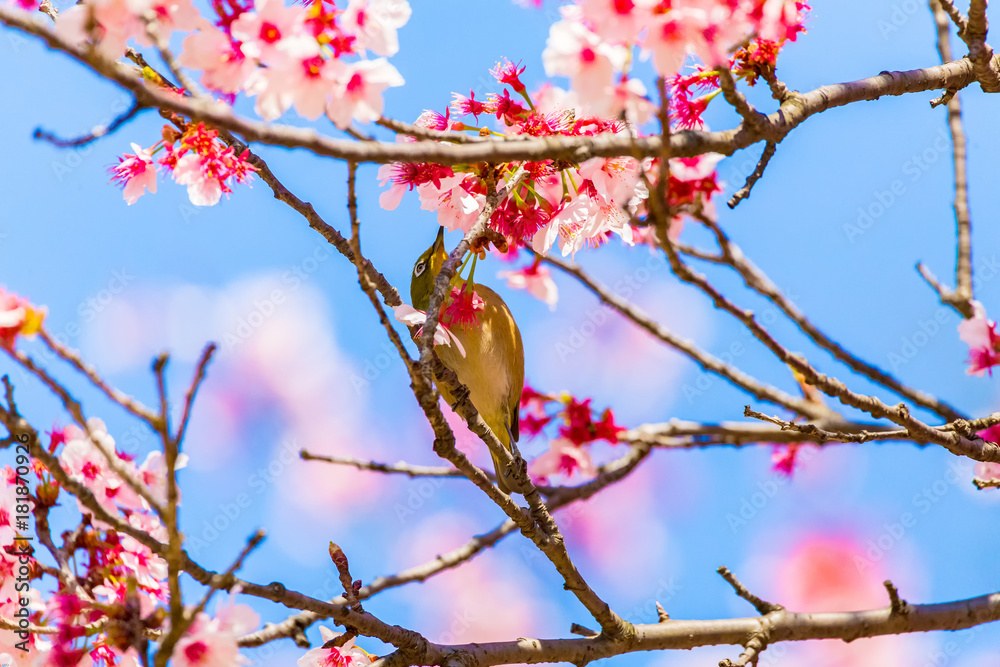 The Japanese White-eye.The background is cherry blossoms. Located in Tokyo Prefecture Japan. The Japanese White-eye.The background is cherry blossoms. Located in Tokyo Prefecture Japan.