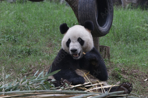 Fototapeta Naklejka Na Ścianę i Meble -  Giant Panda on the Playground, China
