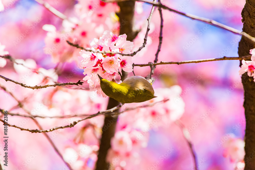 The Japanese White-eye.The background is cherry blossoms. Located in Tokyo Prefecture Japan. The Japanese White-eye.The background is cherry blossoms. Located in Tokyo Prefecture Japan.