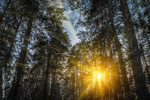 The rays of the sun make their way through the winter pine forest.