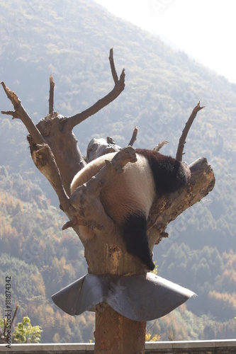 Fototapeta Naklejka Na Ścianę i Meble -  Giant Panda on the Tree, China