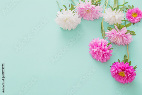 asters flowers on green background